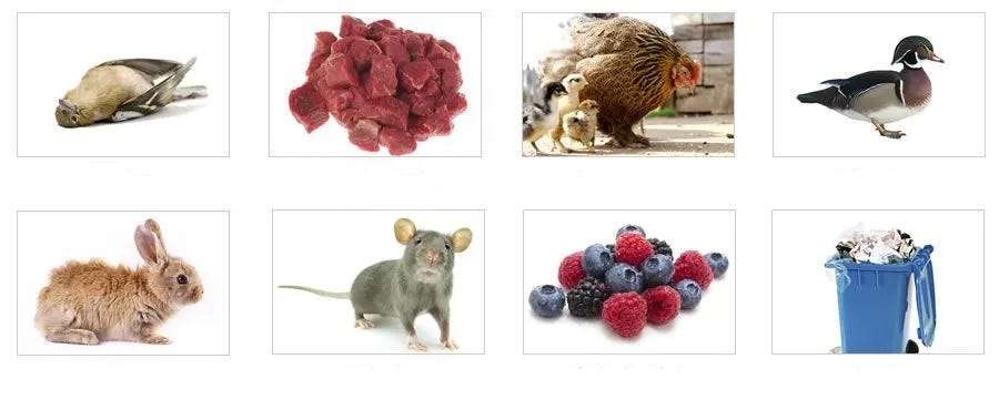 dogdiet