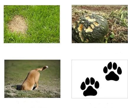 Identify dog damage