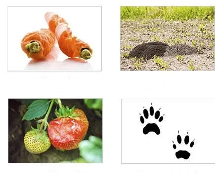 Identify groundhogs damage