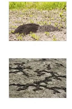 Identify armadillos damage