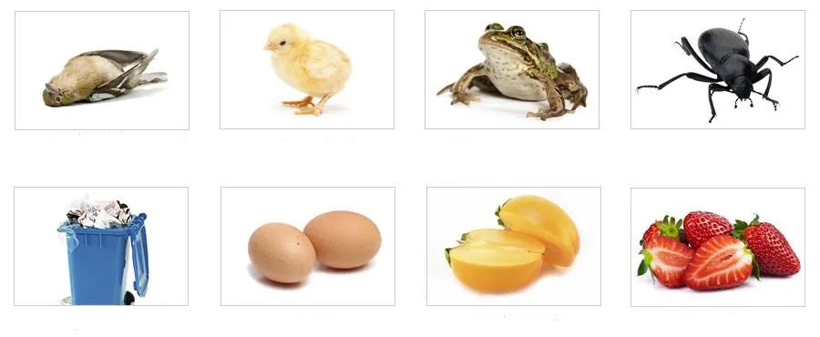 opossums diet